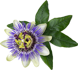 Passionflower ingredient image